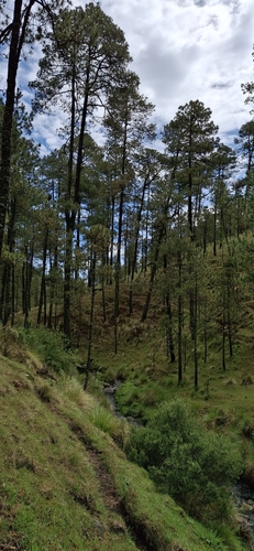 Pinus hartwegii