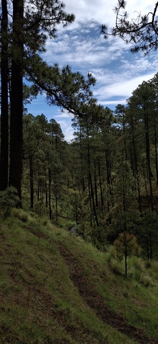 Pinus hartwegii, photograph 2
