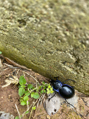 Carabus finitimus