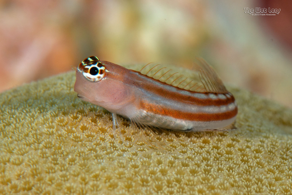 Comical Blenny