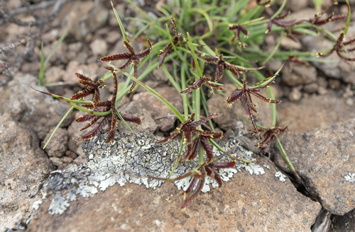 Cyperus rupestris, photograph 2