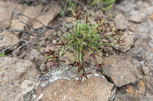 Cyperus rupestris, photograph 1