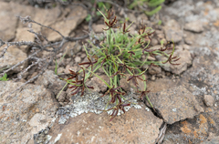 Cyperus rupestris, photograph (c) Morten Ross, some rights reserved (CC BY)