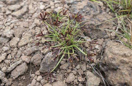 Cyperus rupestris, photograph 3