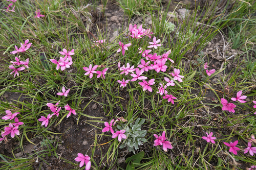 red star (Rhodohypoxis baurii)