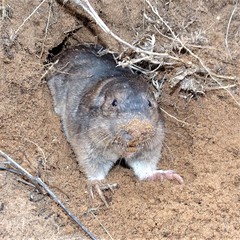 Geomys texensis