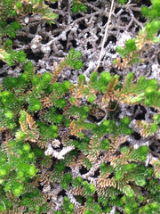 Selaginella eremophila