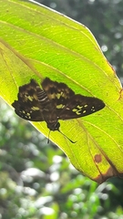 Udranomia kikkawai
