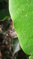 Udranomia kikkawai