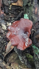 Neodictyopus
