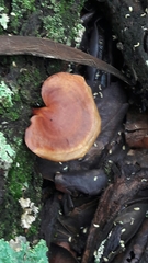 Neodictyopus