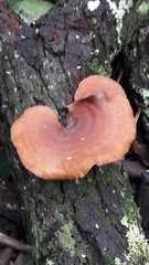 Neodictyopus