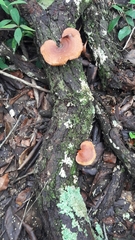 Neodictyopus