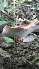 Neodictyopus
