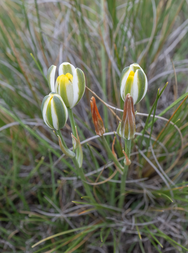 Albuca humilis (Albuca humilis)