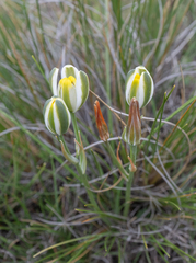 Albuca humilis