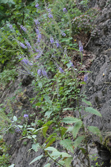 Veronica bachofenii, photograph author not stated, no rights reserved