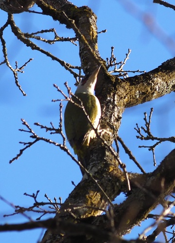 European Green Woodpecker