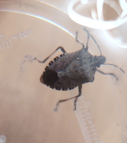 Brown Marmorated Stink Bug