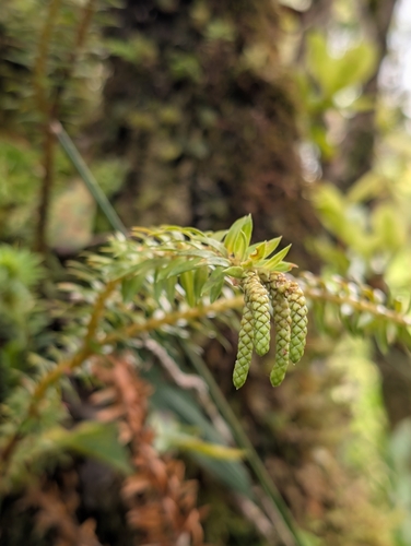Phlegmariurus phyllanthus observed 2026-03-01