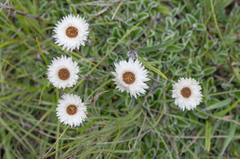Helichrysum marginatum, photograph (c) Morten Ross, some rights reserved (CC BY)