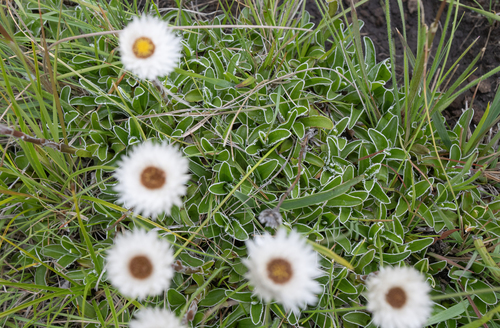 Helichrysum marginatum, photograph 3
