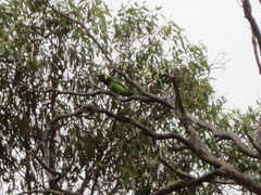 Barnardius zonarius semitorquatus