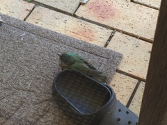 Chrysococcyx lucidus lucidus