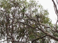 Barnardius zonarius semitorquatus