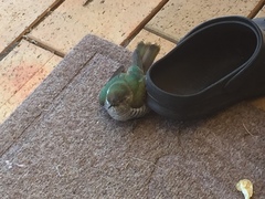 Chrysococcyx lucidus lucidus