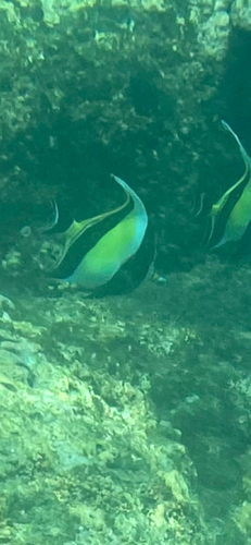 Zanclus cornutus