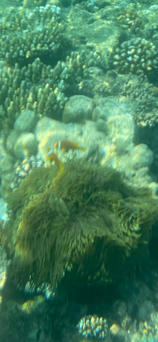 Blackfin Anemonefish — seen at this dive site