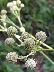 Eryngium elegans