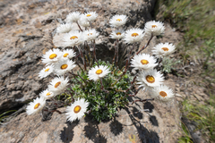 Helichrysum marginatum