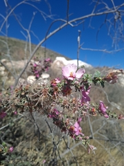 Purshia plicata, photograph (c) Oscar Israel Rodríguez Ortiz, some rights reserved (CC BY)