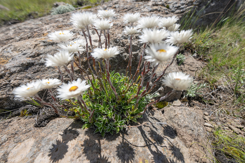 Helichrysum marginatum, photograph 1