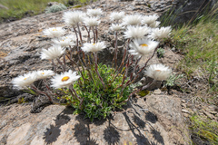 Helichrysum marginatum, photograph (c) Morten Ross, some rights reserved (CC BY)