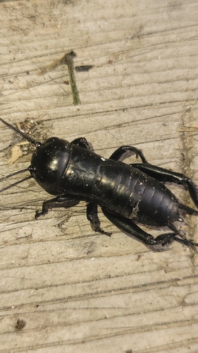 European Field Cricket