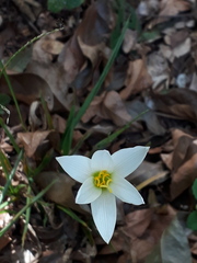Zephyranthes mesochloa