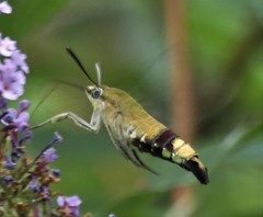 Cephonodes australis