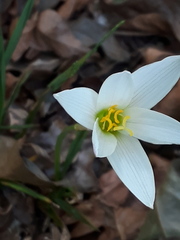 Zephyranthes mesochloa