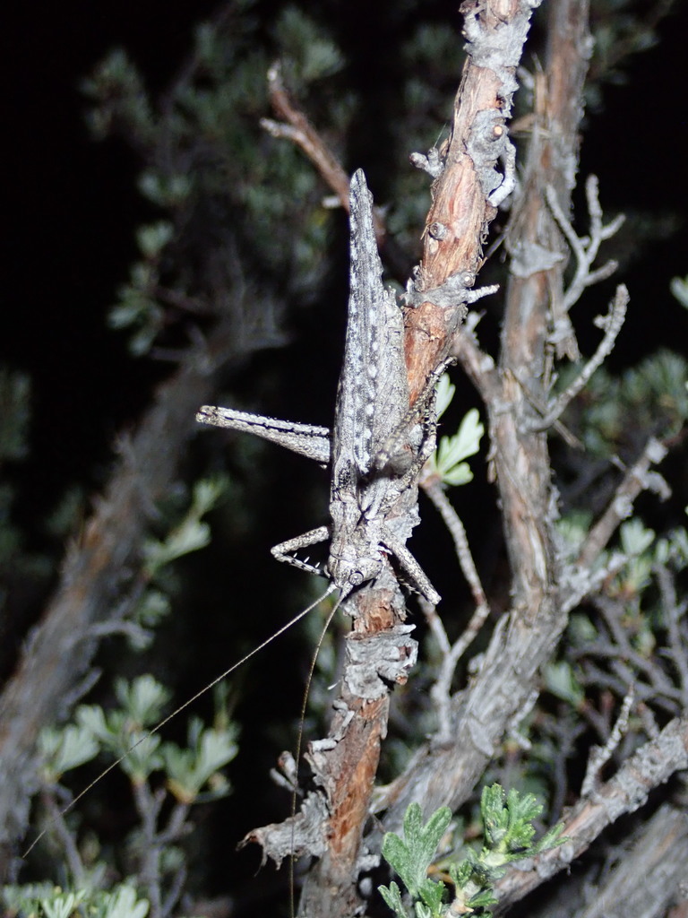 One-tooth Longwing