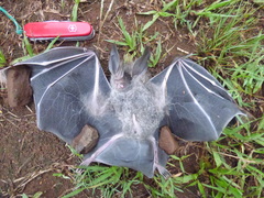 Chrotopterus auritus