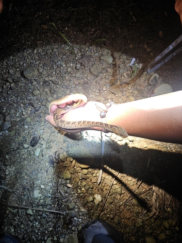 Ornate Cat-eyed Snake