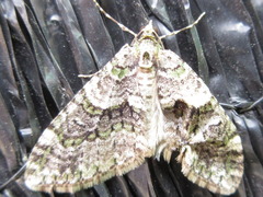 Esakiopteryx volitans