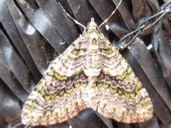 Esakiopteryx volitans