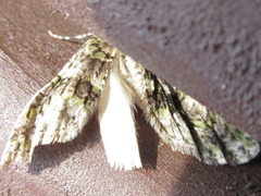 Esakiopteryx volitans