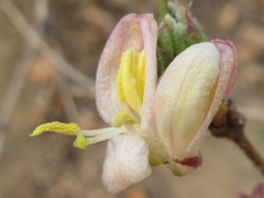 Lonicera harae