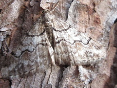 Agriopis dira