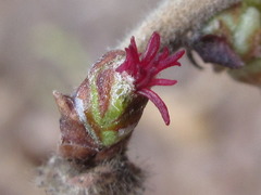 Corylus heterophylla